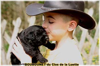 bouvier des flandres photo chiot - Elevage Clos Luette - COPYRIGHT DEPOSE